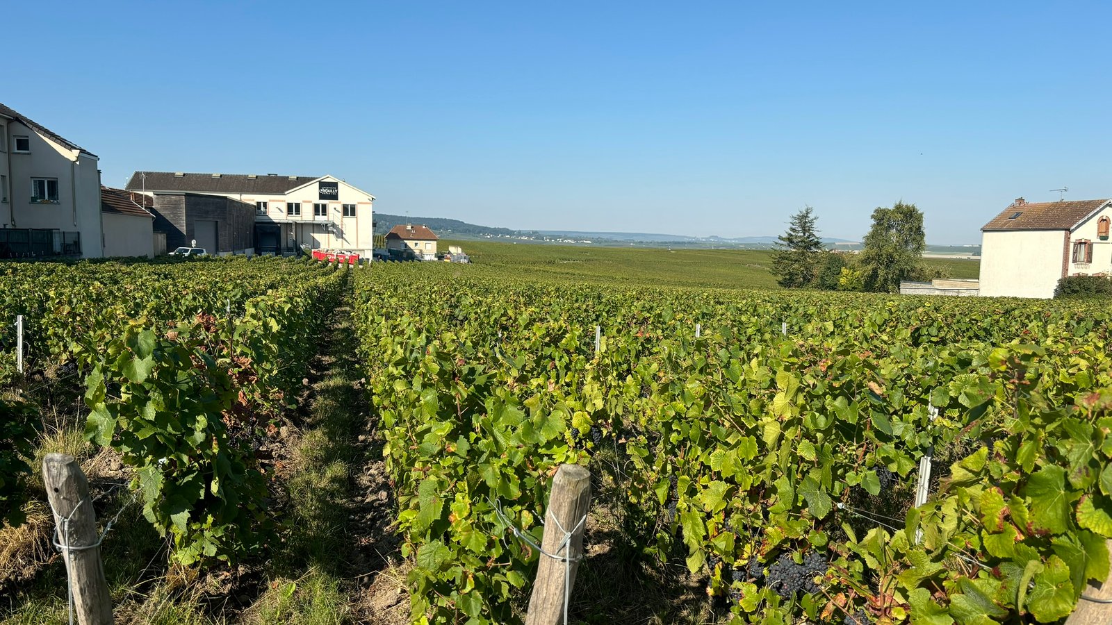 Mailly Champagne region vines